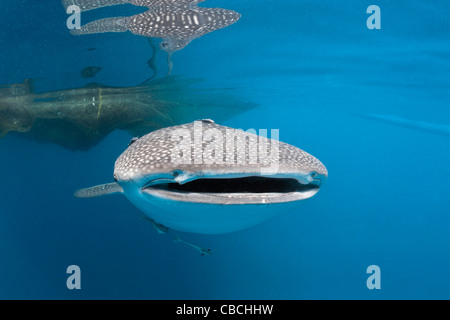 Whale Shark, Rhincodon typus, Cenderawasih Bay, West Papua, Indonesia Stock Photo