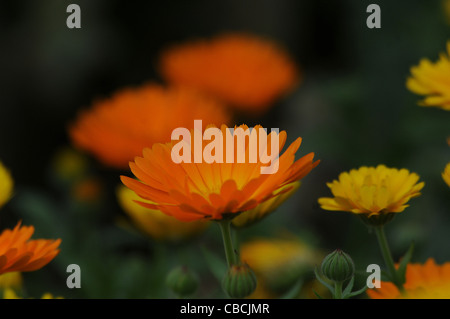 MARIGOLDS  AT THE VYNE NEAR BASINGSTOKE, Stock Photo