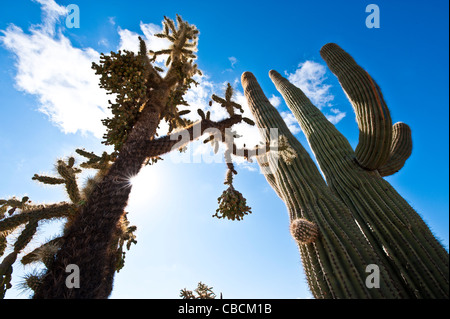 A giant Fruit-Chain Cholla cactus along side huge Saguaros in the Sonoran desert.  Florence, Arizona. Stock Photo