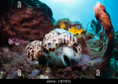 Two living Tiger Cowries, Cypraea tigris, Cenderawasih Bay, West Papua, Indonesia Stock Photo