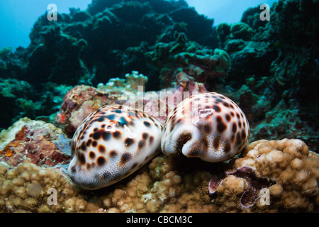 Two living Tiger Cowries, Cypraea tigris, Cenderawasih Bay, West Papua, Indonesia Stock Photo