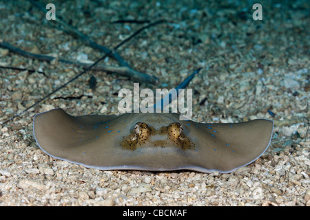 Poisonous Bluespotted Ribbontail Stingray (Taeniura lymma) at night ...