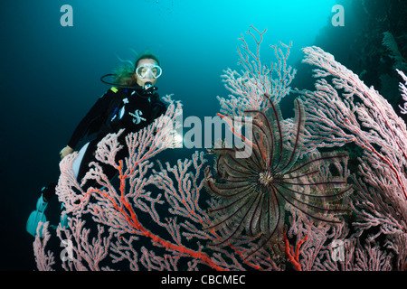 Scuba Diver and Seafan, Melithaea sp., Cenderawasih Bay, West Papua, Indonesia Stock Photo