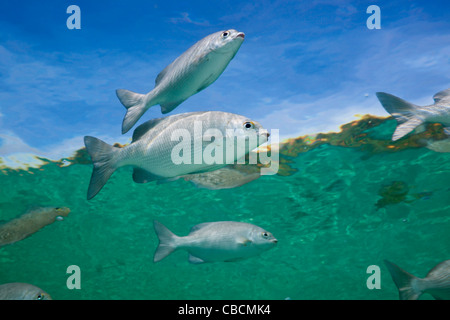 Yellowstripe Scad swimming close to Surface, Selaroides leptolepis, Cenderawasih Bay, West Papua, Indonesia Stock Photo