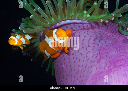 Clown Anemonefish in bleached Sea Anemone, Amphiprion ocellaris, Heteractis magnifica, West Papua, Indonesia Stock Photo