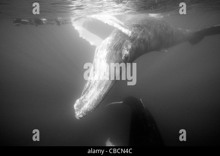 Humpback Whale and Free Diver, Megaptera novaeangliae, Silver Bank, Atlantic Ocean, Dominican Republic Stock Photo