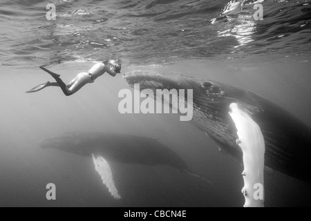 Humpback Whale and Photographer, Megaptera novaeangliae, Silver Bank, Atlantic Ocean, Dominican Republic Stock Photo