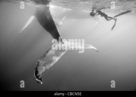 Humpback Whale and Photographer, Megaptera novaeangliae, Silver Bank, Atlantic Ocean, Dominican Republic Stock Photo