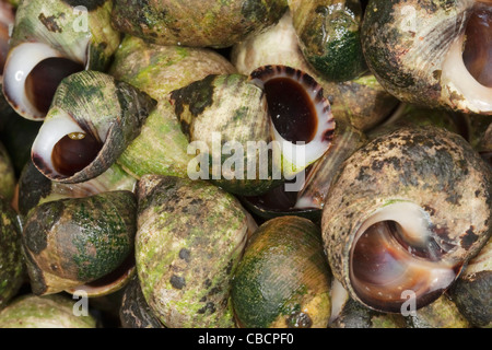 A cooked common periwinkle or winkle, scientific name Littorina Stock ...