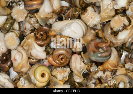 A cooked common periwinkle or winkle, scientific name Littorina Stock ...