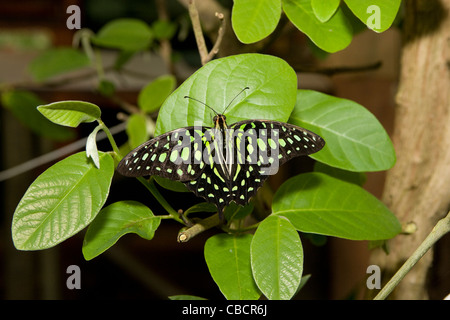 Klapmuts: Butterfly World - Green Granphium Stock Photo