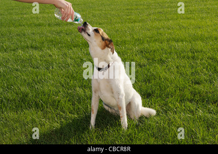 Dog drinking water from a bottle Stock Photo