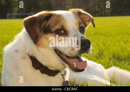 Close-up of dog on playing field Stock Photo