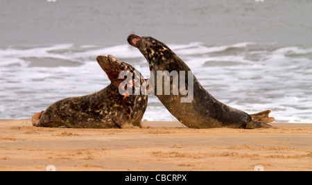Two Grey Sea bullsl, Halichoerus grypus battle for mating rights on the beach Stock Photo