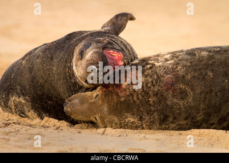 Two Grey Seal, Halichoerus grypus bulls battle for mating rights on the beach Stock Photo