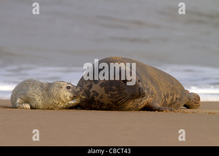 A Grey Seal pup, Halichoerus grypus nudges its Mum on a Norfolk beach Stock Photo