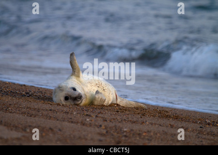 A young Grey Seal pup, Halichoerus grypus plays on the edge of the surf Stock Photo