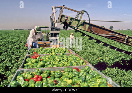 Bell Pepper harvest. Stock Photo