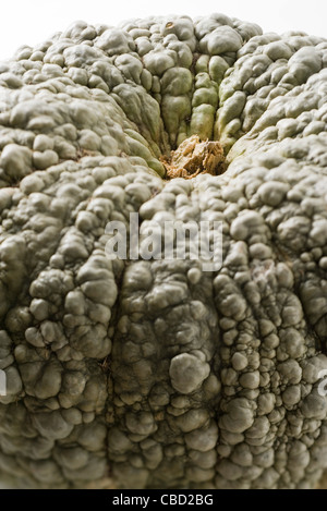 Marina di Chioggia squash, close-up Stock Photo