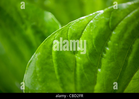 Close-up of a hosta leaf Stock Photo