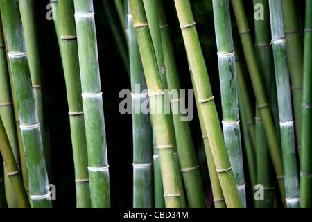 A bamboo plantation Stock Photo