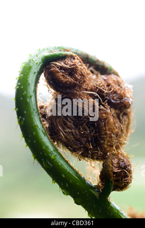 Fern fiddlehead, close-up Stock Photo