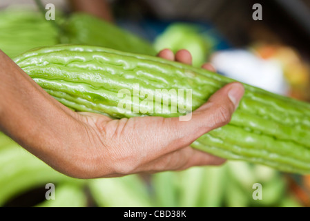 Hand holding bitter melon Stock Photo