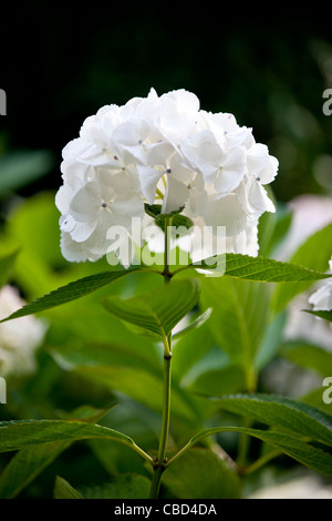 A white Hydrangea flower Stock Photo