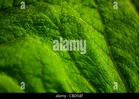 Close-up of a Gunnera leaf Stock Photo