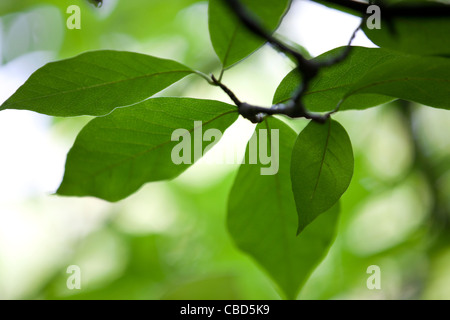 Close-up of leaves on a Magnolia tree Stock Photo