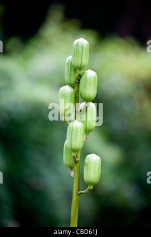 Giant Himalayan Lily seedheads Stock Photo