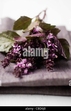 Purple basil Stock Photo