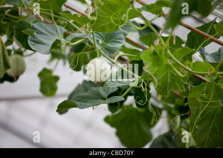 A cantaloupe melon growing on a vine Stock Photo