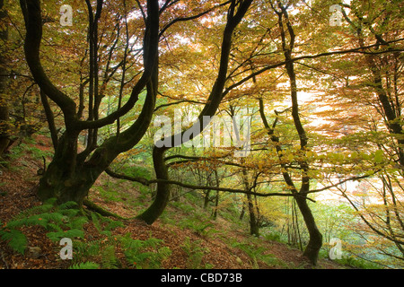 Curved trees growing in forest Stock Photo