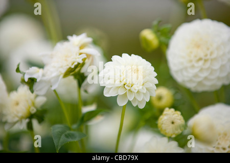 White dahlia flowers in bloom Stock Photo