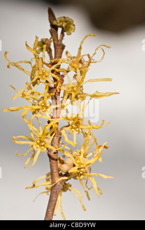 An autumn-flowering Witch-hazel, Hamamelis virginiana Catskill Mountains, New York State. Stock Photo