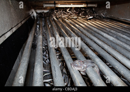 Side catch is separated from Baltic herring on it's way to trawler's tanks. Stock Photo