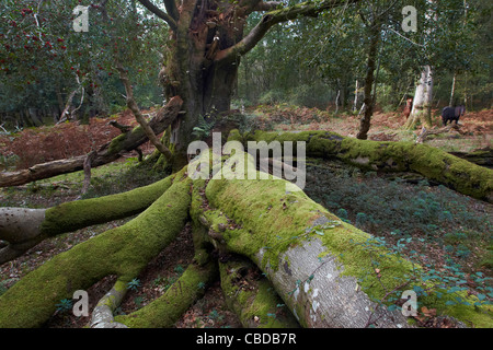 Moss and ferns growing on ancient trees in the New Forest, Hampshire, UK Stock Photo