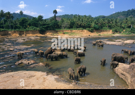 Asian elephants (elephas maximus) on Maha Oya river, Pinnawela Orphanage, Kegalle near Kandy, Sri Lanka Stock Photo