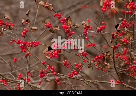 American Winterberry, Ilex verticillata berries =Black Alder Winterberry, Brook Alder, Canada holly, Coralberry, Deciduous Holly Stock Photo