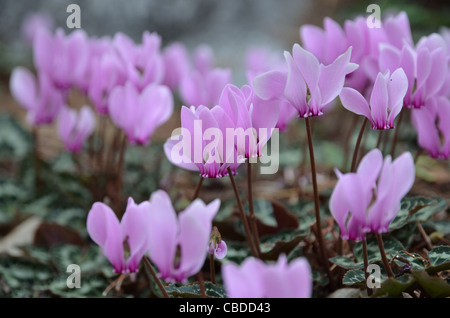 A group of wild cyclamen in the forest Stock Photo