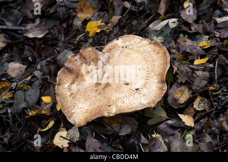 Brown Roll-rim Paxillus involutus growing in leaf litter Stock Photo