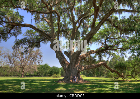 The Cellon Oak Florida State Champion Live Oak Tree near Gainesville Florida Stock Photo