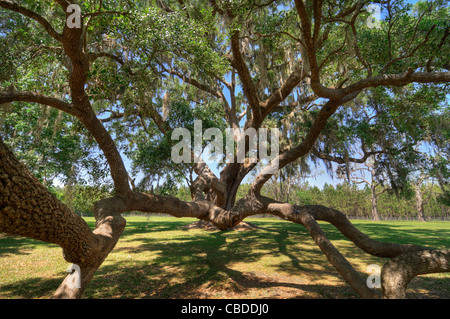 The Cellon Oak Florida State Champion Live Oak Tree near Gainesville Florida Stock Photo