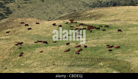 Herd of brown cattle on a mountain pasture in The Central Massif in France Stock Photo