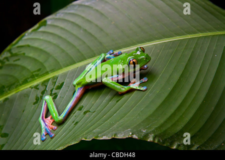 A huge blue sided leaf frog moves into position while stalking his prey. Costa Rica. Stock Photo