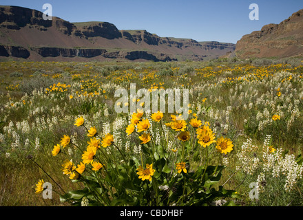 WASHINGTON - White lupine blooming between the balsamroot along the shore of Lenore Lake in the Lower Grand Coulee. Stock Photo