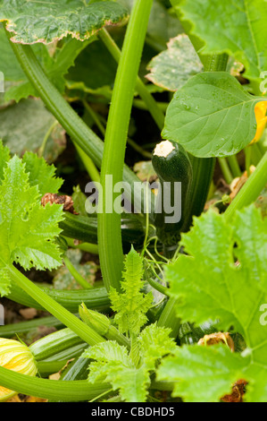 Courgette ‘Tristan’ F1 Hybrid, Cucurbita pepo Stock Photo