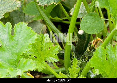 Courgette ‘Tristan’ F1 Hybrid, Cucurbita pepo Stock Photo