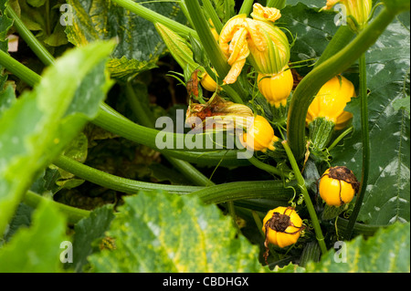 Courgette ‘Summer Ball’ F1 Hybrid, Cucurbita pepo Stock Photo